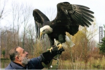 Visited my    years old grandfather s cottage didn t know he got a huge bald eagle